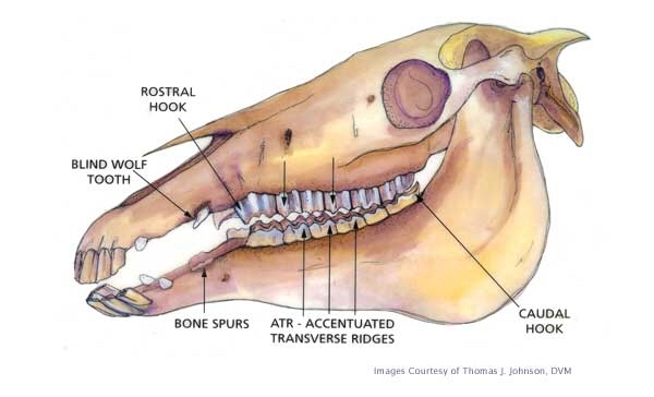 Equine Mouth