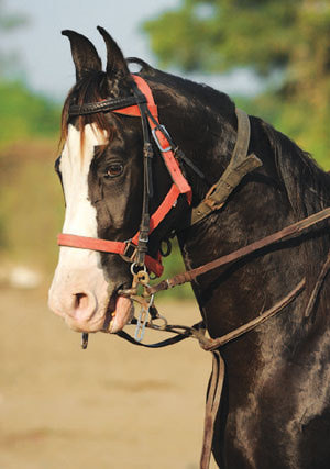 halter cum bridle