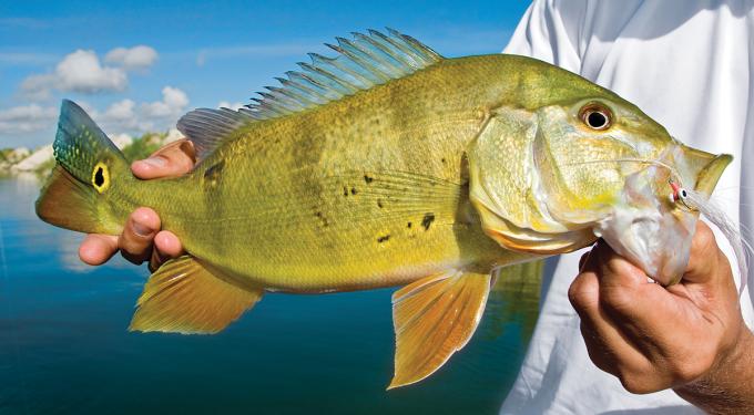 peacock bass tips, peacock bass, bass fishing, 