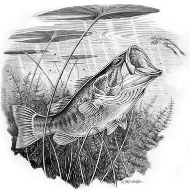 Largemouth Bass Picture