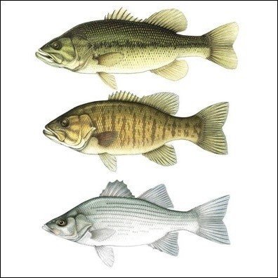 Different Types of Bass