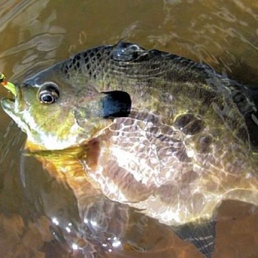 Bluegill Caught on a Worm