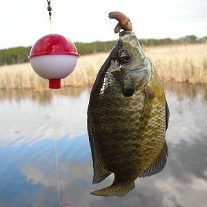 Bluegill Caught on a Worm