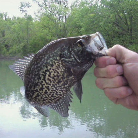 White Crappie