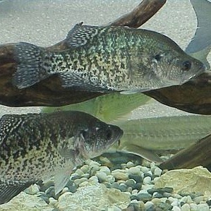 A School of Crappie