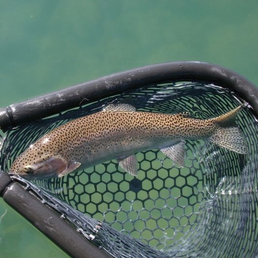 Trout Fishing