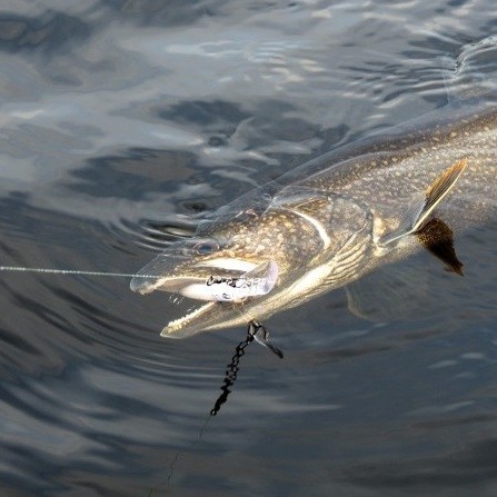 Different Types of Trout