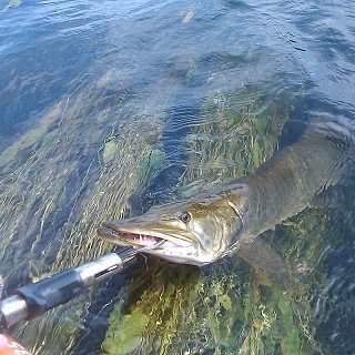 Muskie Fishing