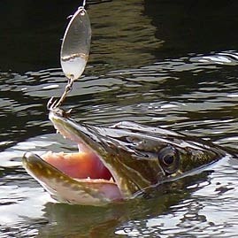 Northern Pike Fishing