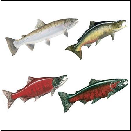 Different Types of Salmon