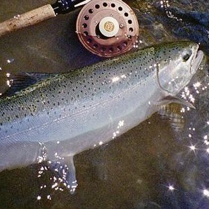 Steelhead