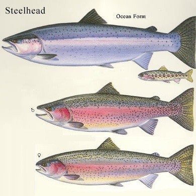 Steelhead Trout