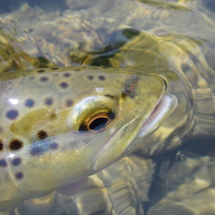 trout-fishing