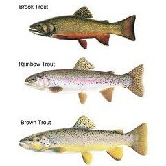 type-of-trout