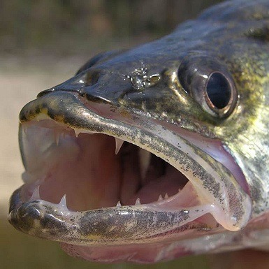 walleye-teeth