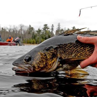 A Caught Walleye Being Released