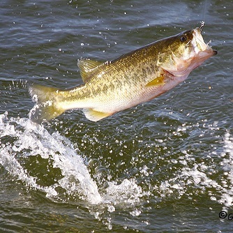 Fishing in Freshwater