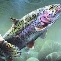 3 Tips On Catching Rainbow Trout Out Of Stocked Ponds