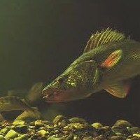 Walleye Fishing Tips For The Weeds