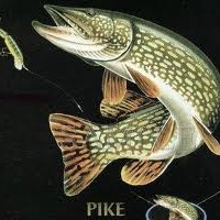 Late Autumn Northern Pike