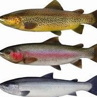 3 Great Ways To Catch More Trout