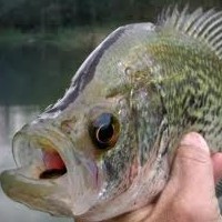 Fishing Crappies-the Best Season