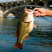 Tips On Finding Trophy Bass