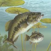 5 Tips For Catching Bass