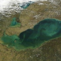 Harmful Algae Bloom