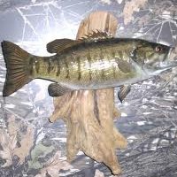 Go To The Rivers To Fish For Small Mouth Bass