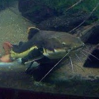 5 Tips To Catch More Catfish