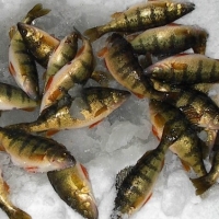 Ice Fishing for Perch