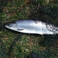 Sea Trout on A Dry Fly    -    A Daytime Encounter