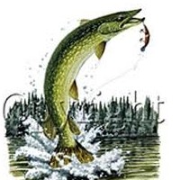 Tips You Must Know For Pike Fishing
