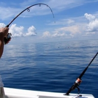Yellowtail Fishing In the Florida Keys