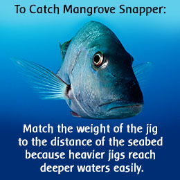 Tip to catch a mangrove snapper