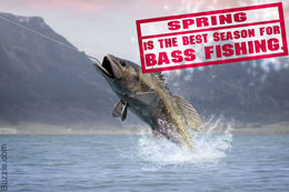 Spring is the best season to catch bass