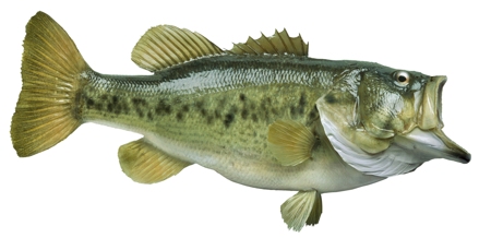 Largemouth bass