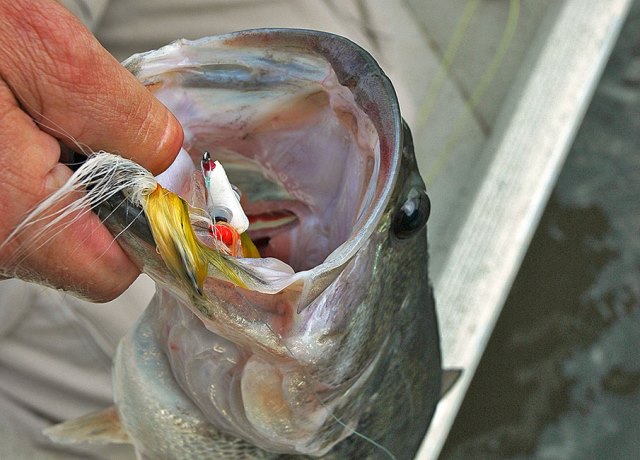 articulated fly catches bass