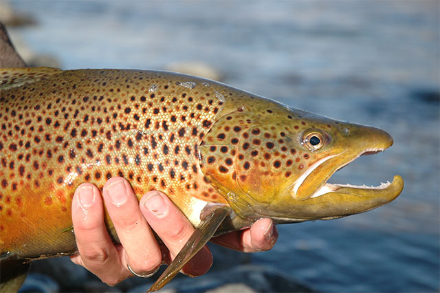brown trout winter fly fishing