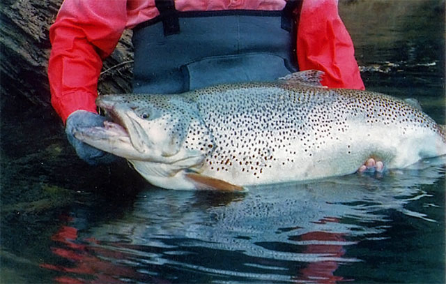 trophy brown trout little red river