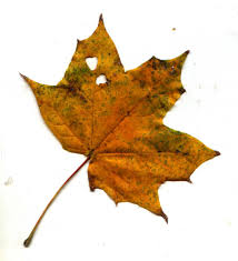 leaf