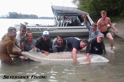 sturgeon fishing, fraser river, fishing, sturgeon, guided fishing, guides, bc