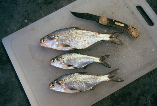 winterkill shad catfish