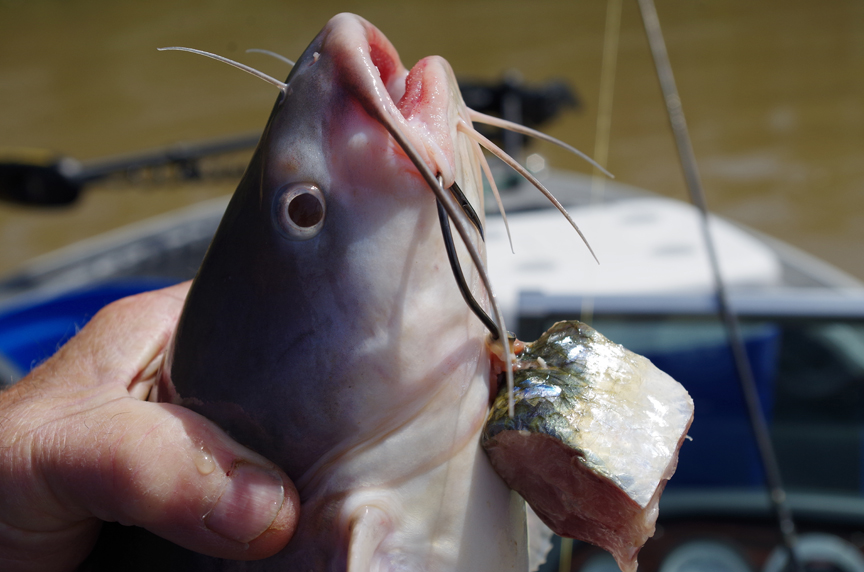 shad catfish catch