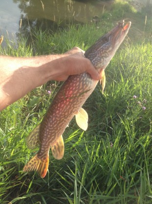 Northern Pike Sturgeon Creek Aug 17