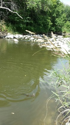 Sturgeon Creek northern Pike aUG 17