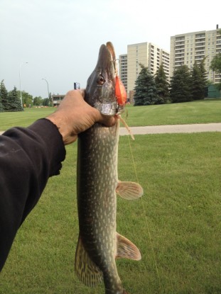 Northern Pike Aug 16th