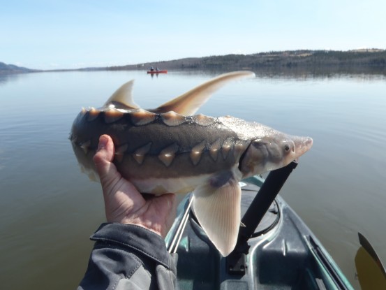 My first ever sturgeon, 28".