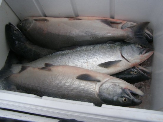 sockeye, salmon, fraser, river, guide, guided, trips, fishing, fraser salmon guide, fraser salmon charters